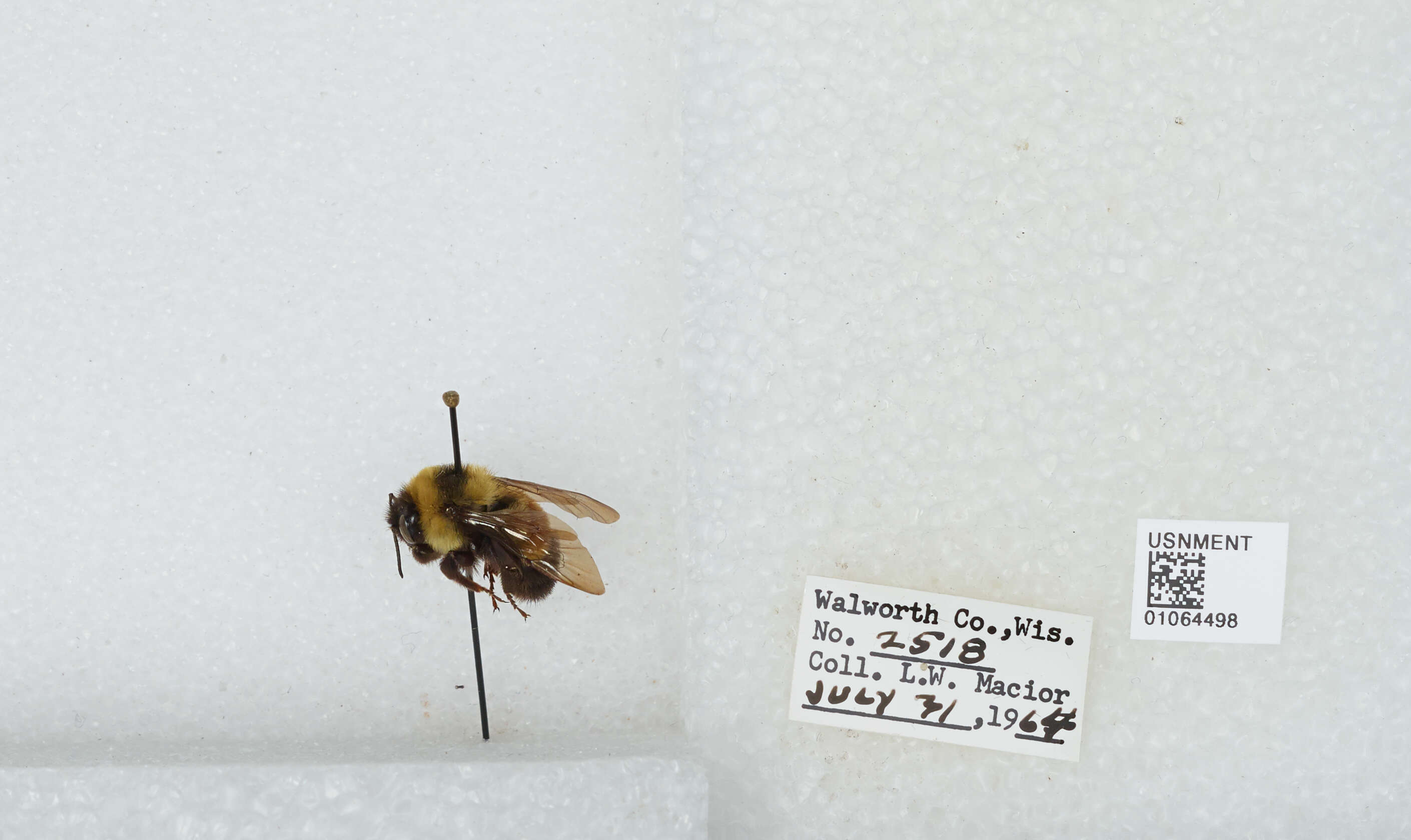 Слика од Bombus affinis Cresson 1864