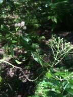 Image de Ageratina ligustrina (DC.) R. King & H. Rob.