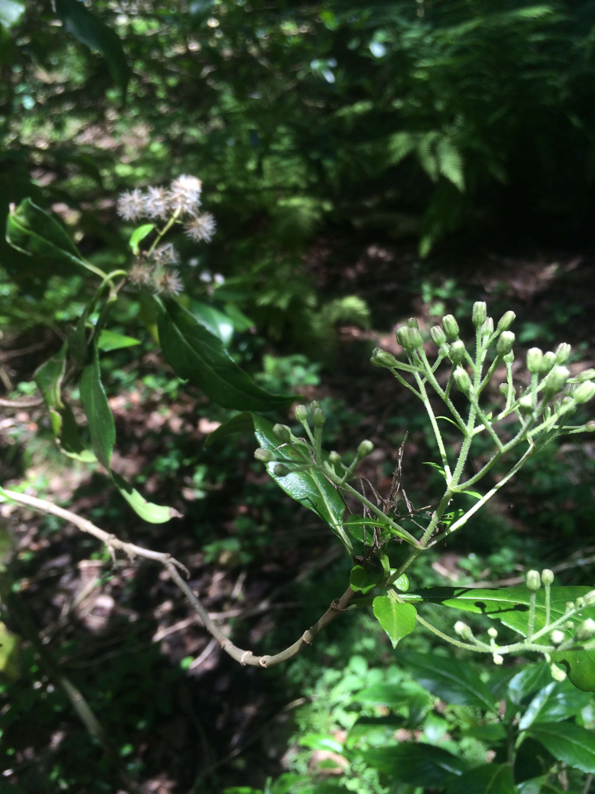 Image of Ageratina ligustrina (DC.) R. King & H. Rob.