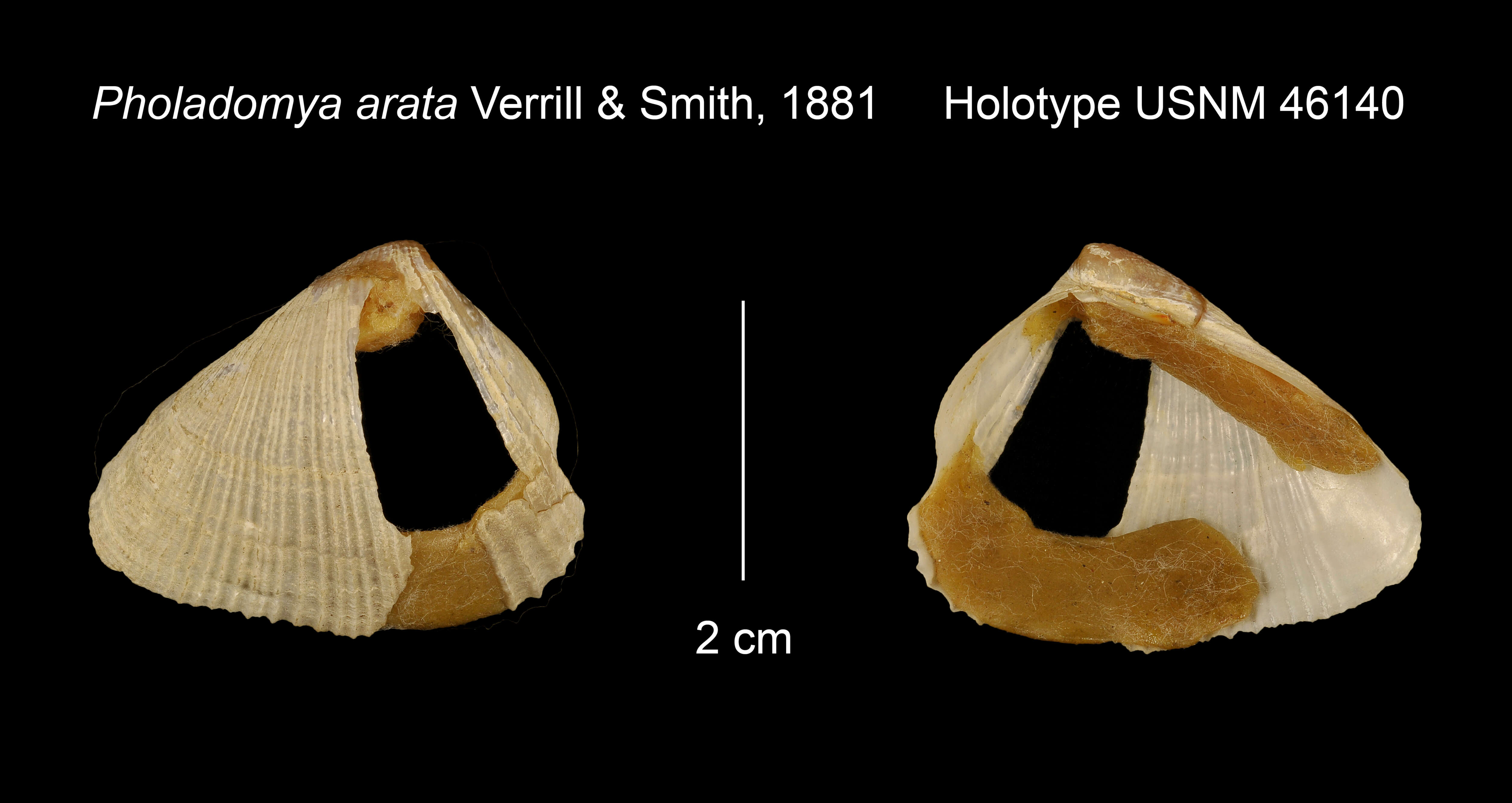 Image of Parilimyidae B. Morton 1981
