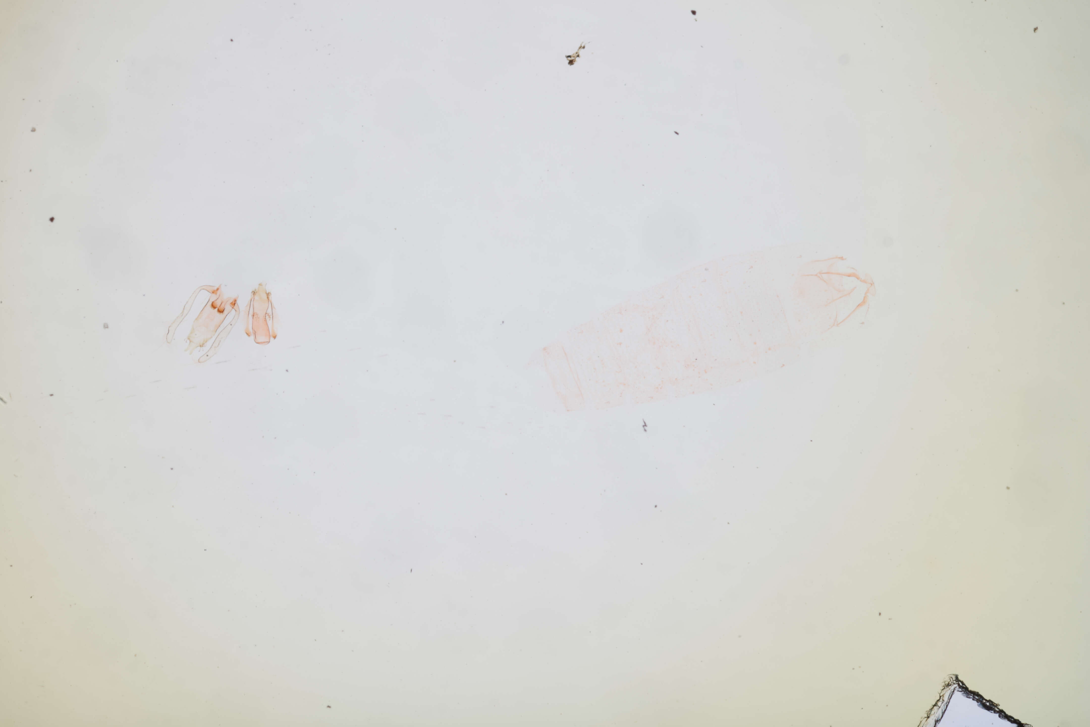 Image of Untomia untomiella Busck 1906