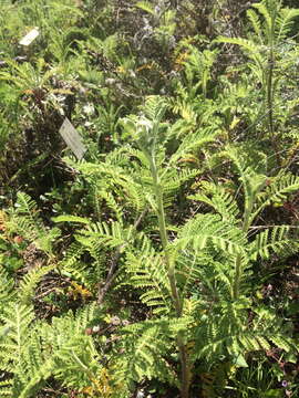 Image of Lake Huron tansy