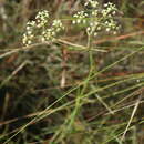 صورة Tiedemannia filiformis subsp. filiformis