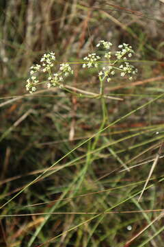 Imagem de Tiedemannia filiformis subsp. filiformis