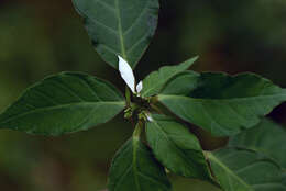 Sivun Euphorbia L. kuva
