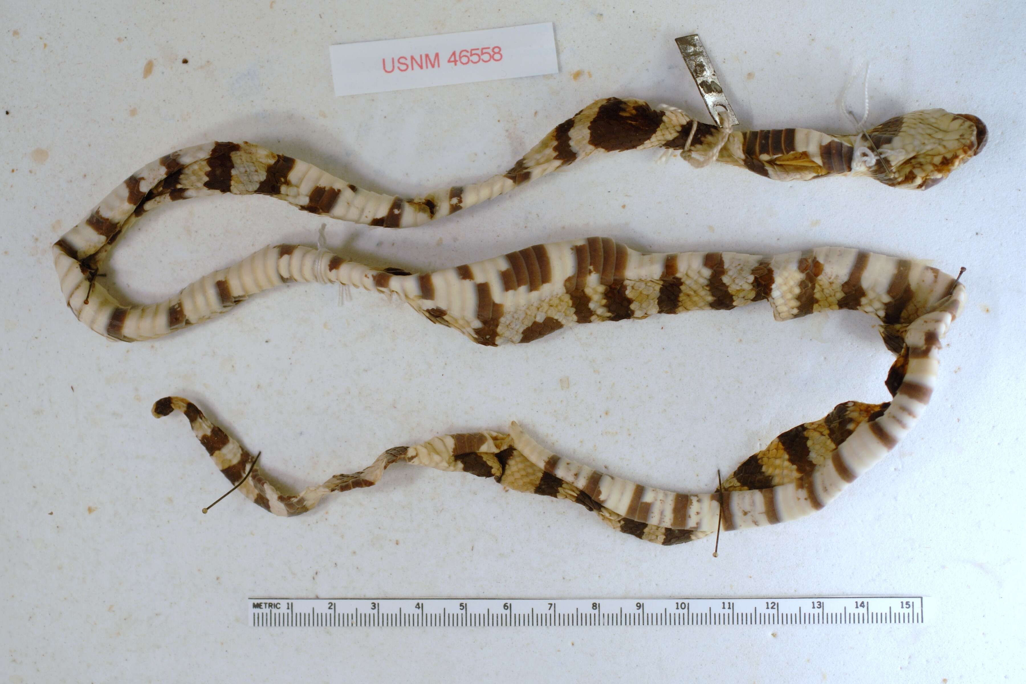 Image of Lampropeltis polyzona Cope 1860