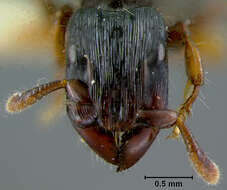 Image of Cylindromyrmex darlingtoni Wheeler 1937