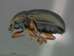 صورة Colaspis puncticollis Say