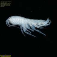 Image of Amphipoda