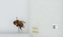 Image of Bombus vagans vagans Smith 1854