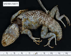 Image of Sceloporus mucronatus mucronatus Cope 1885