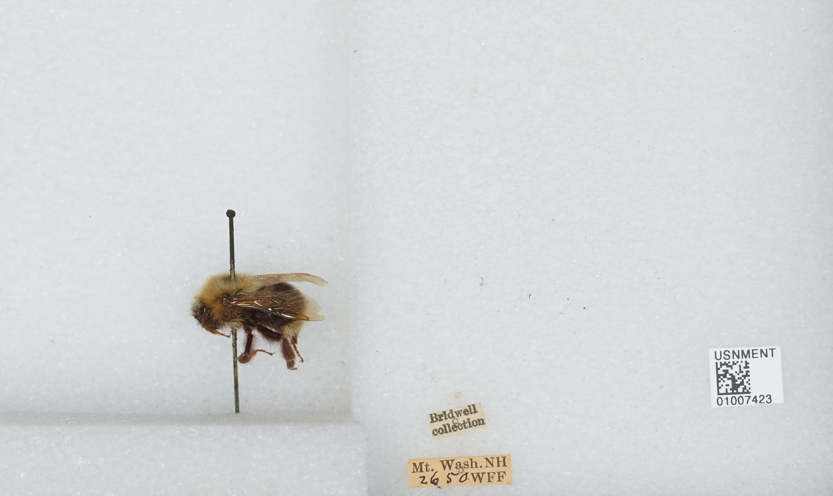 Image of Yellow Bumblebee