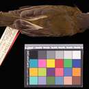 Image of Pachycephala philippinensis apoensis (Mearns 1905)