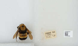 Слика од Bombus affinis Cresson 1864