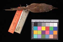 Image of Black-throated Prinia