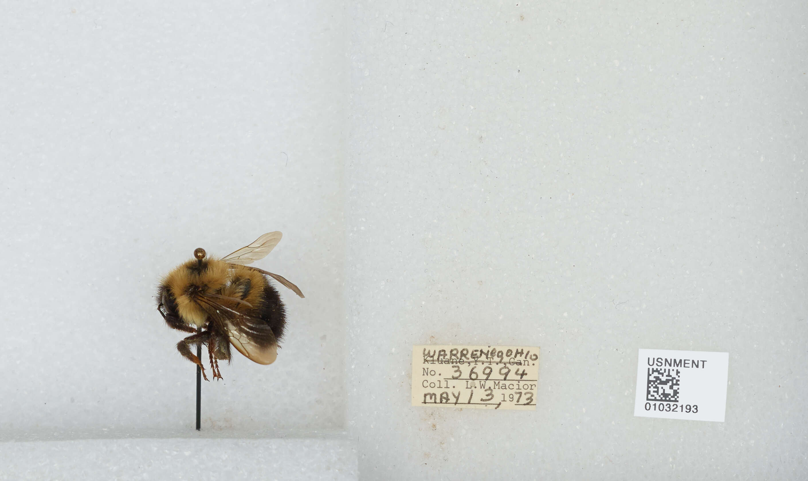 Image of Bombus vagans vagans Smith 1854