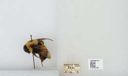 Слика од Bombus affinis Cresson 1864