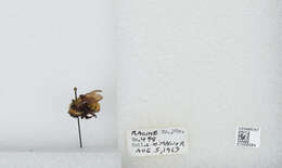 Image of Yellow Bumblebee