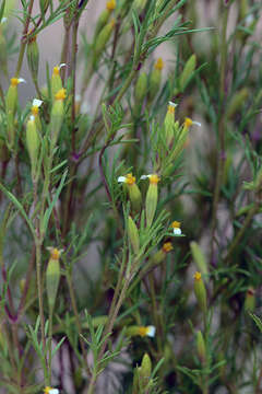 Plancia ëd Tagetes filifolia Lag.