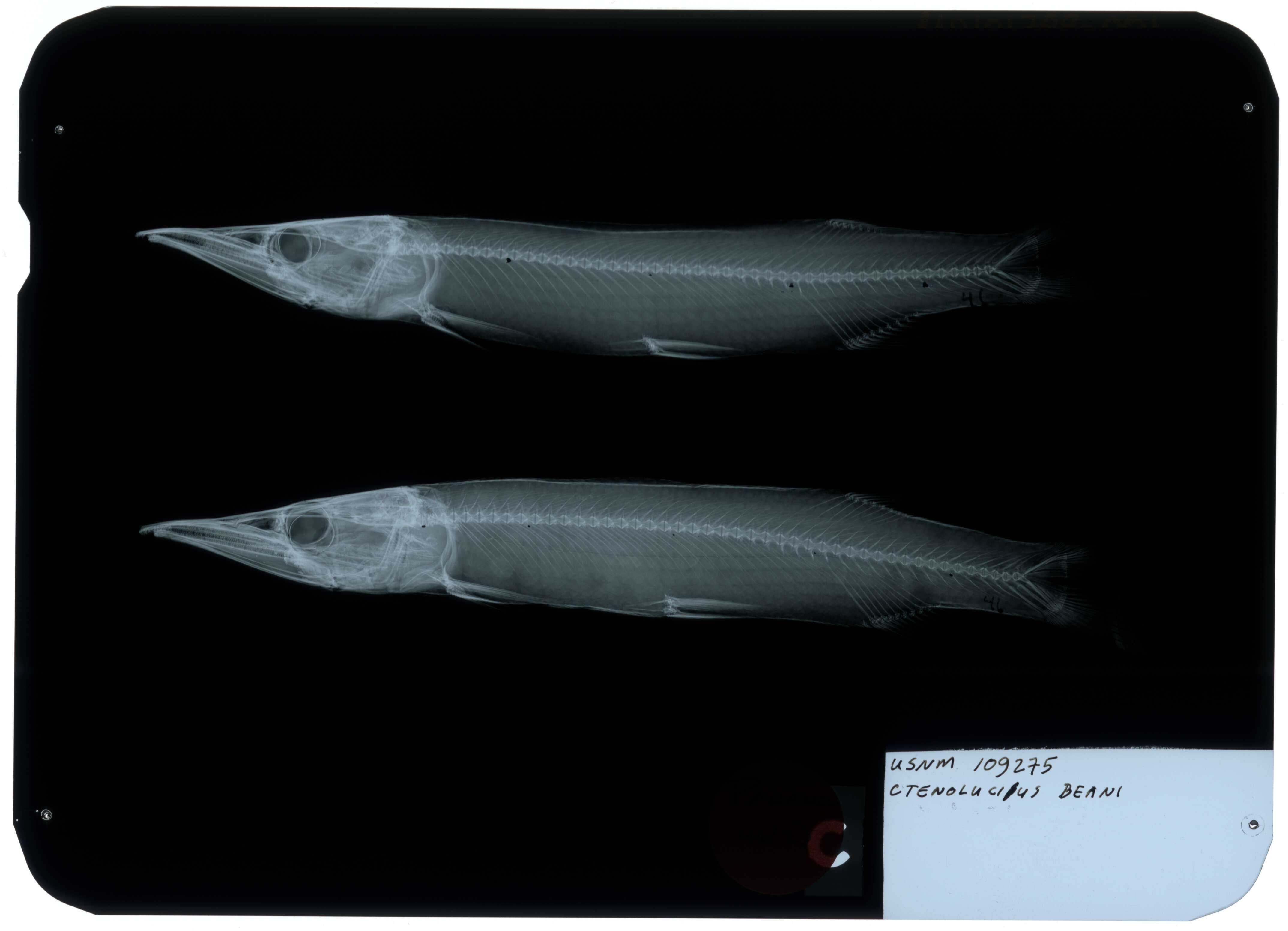 Image of Ctenolucius beani (Fowler 1907)