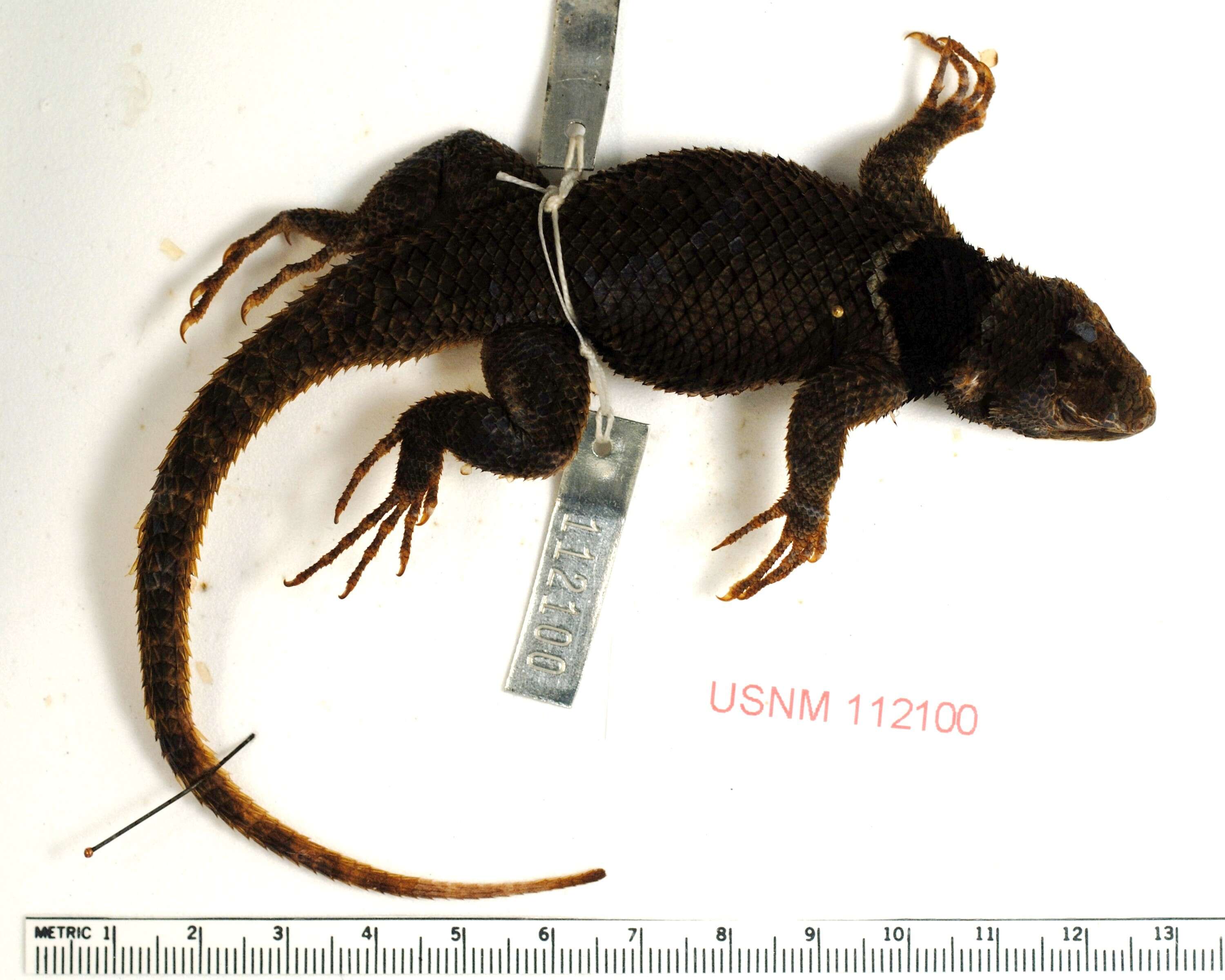 Sceloporus sugillatus Smith 1942 resmi