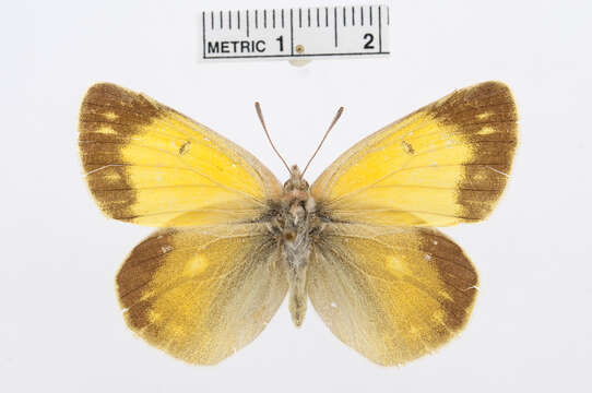 Colias eogene Felder & Felder 1865的圖片