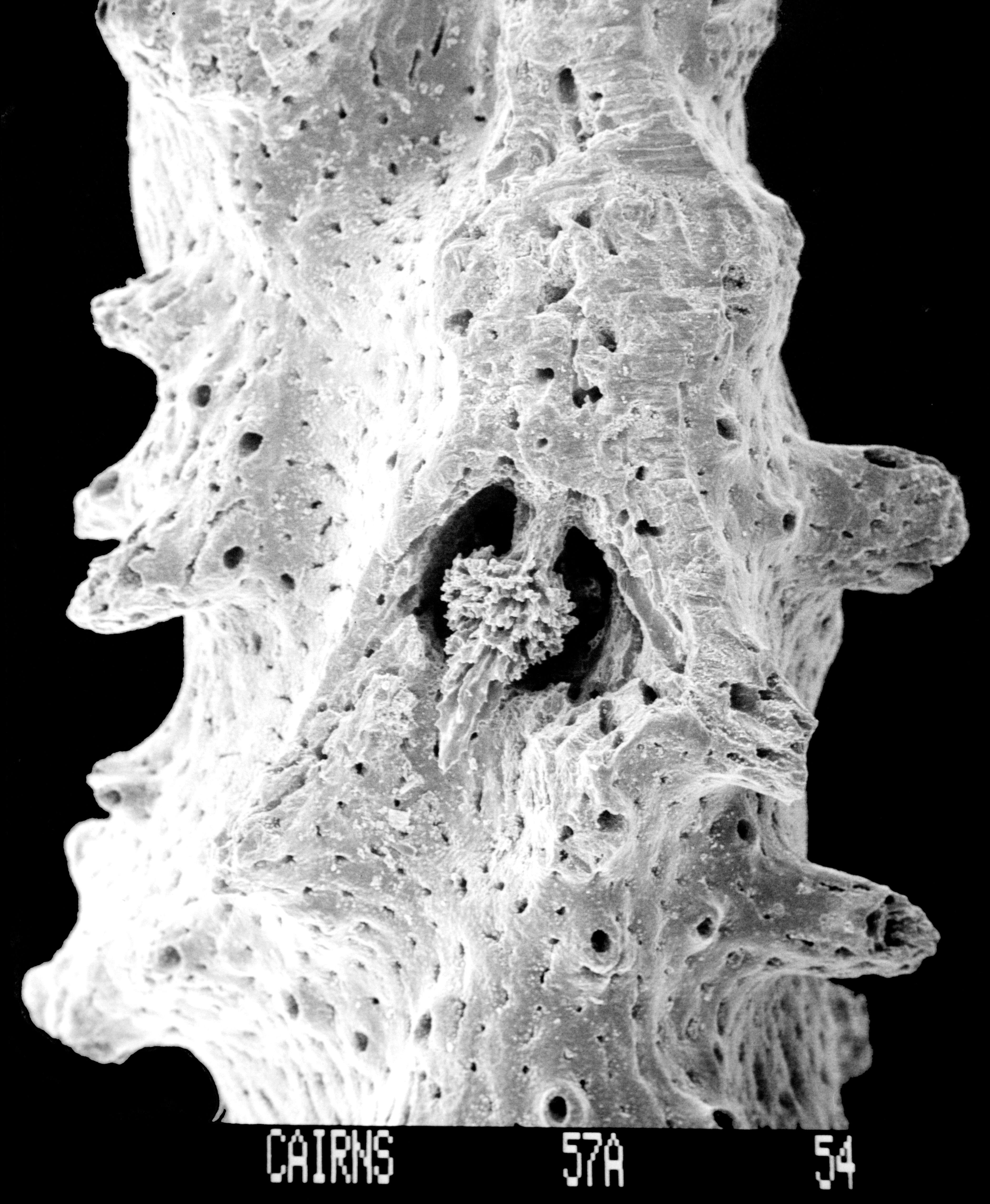 Image of Errinopsis fenestrata Cairns 1983