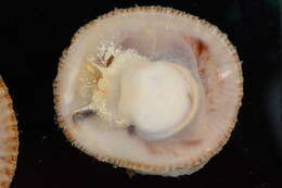 Image of Spiny cup and saucer shell