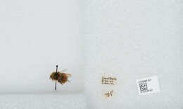 Image de Bombus sylvicola Kirby 1837