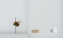 Image de Bombus sylvicola Kirby 1837