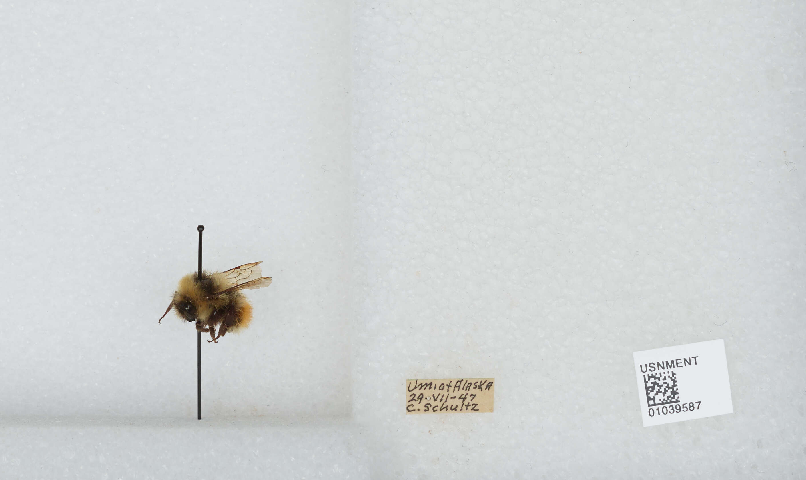 Image of Forest Bumble Bee