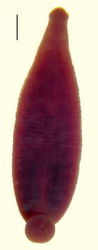 Image of Desserobdella cryptobranchii (Johnson & Klemm 1977)