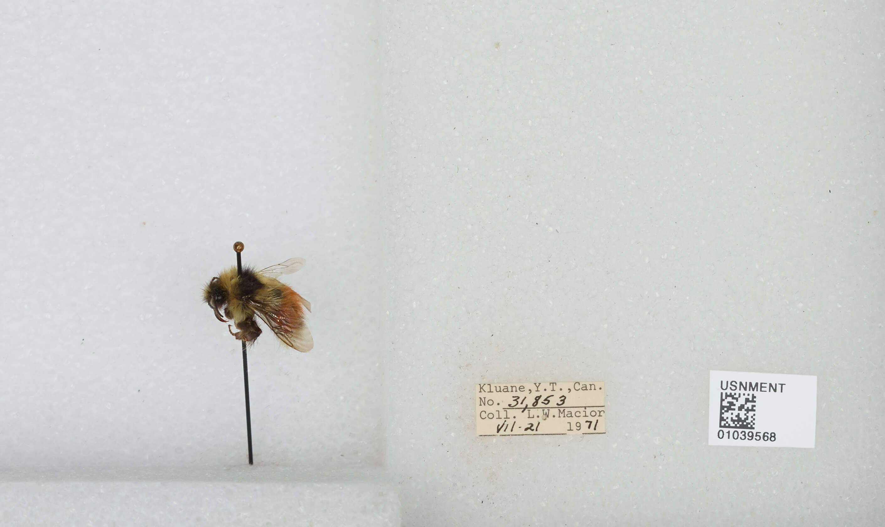 Image de Bombus sylvicola Kirby 1837