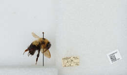 صورة Bombus bimaculatus Cresson 1864