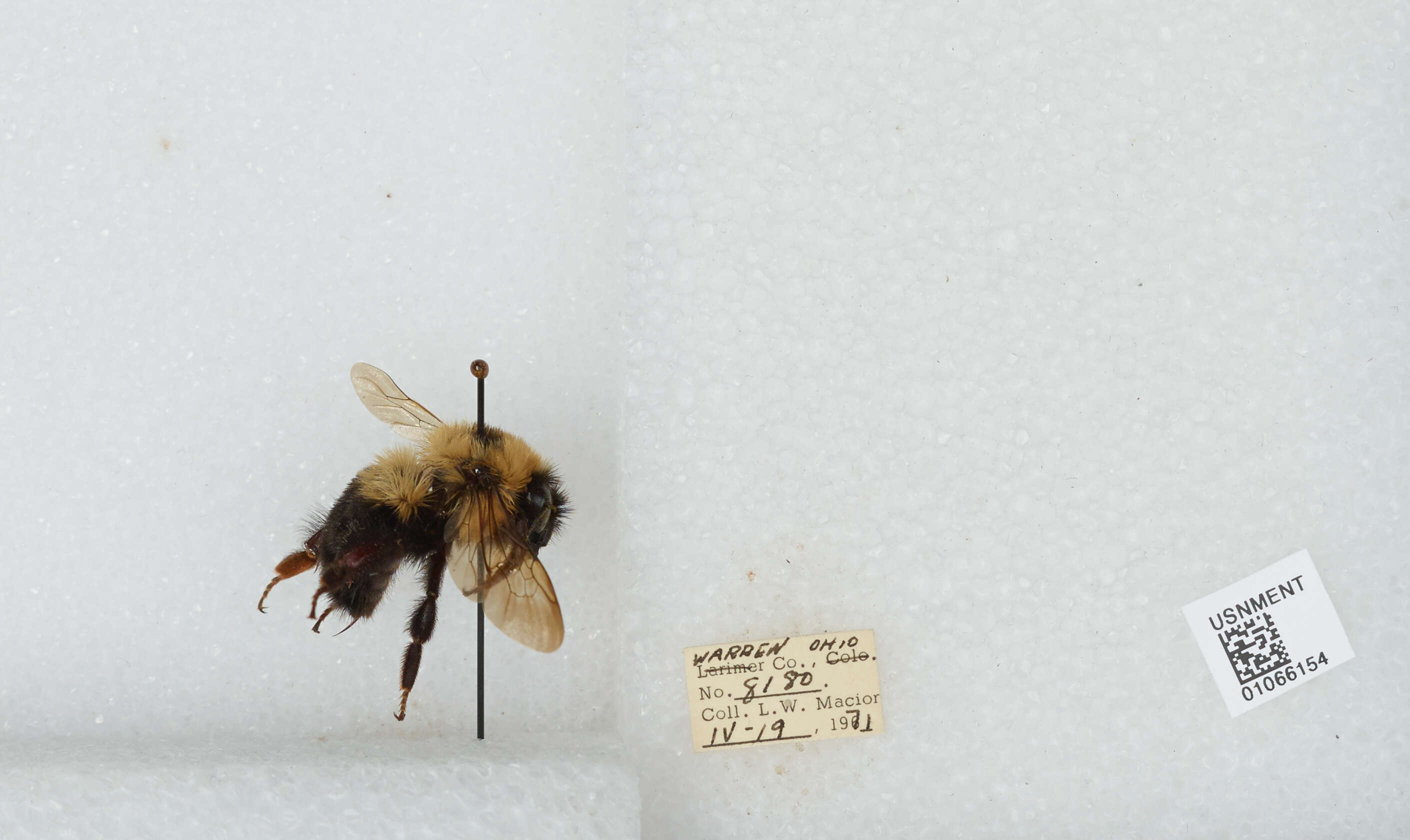 صورة Bombus bimaculatus Cresson 1864