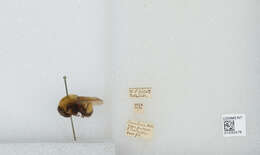 Image of Bombus melanurus Lepeletier 1836