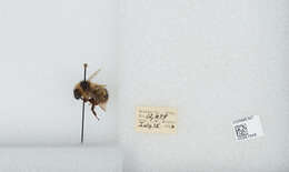 Слика од Bombus balteatus Dahlbom 1832