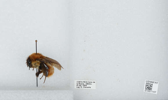 Image of Bombus ephippiatus Say 1837