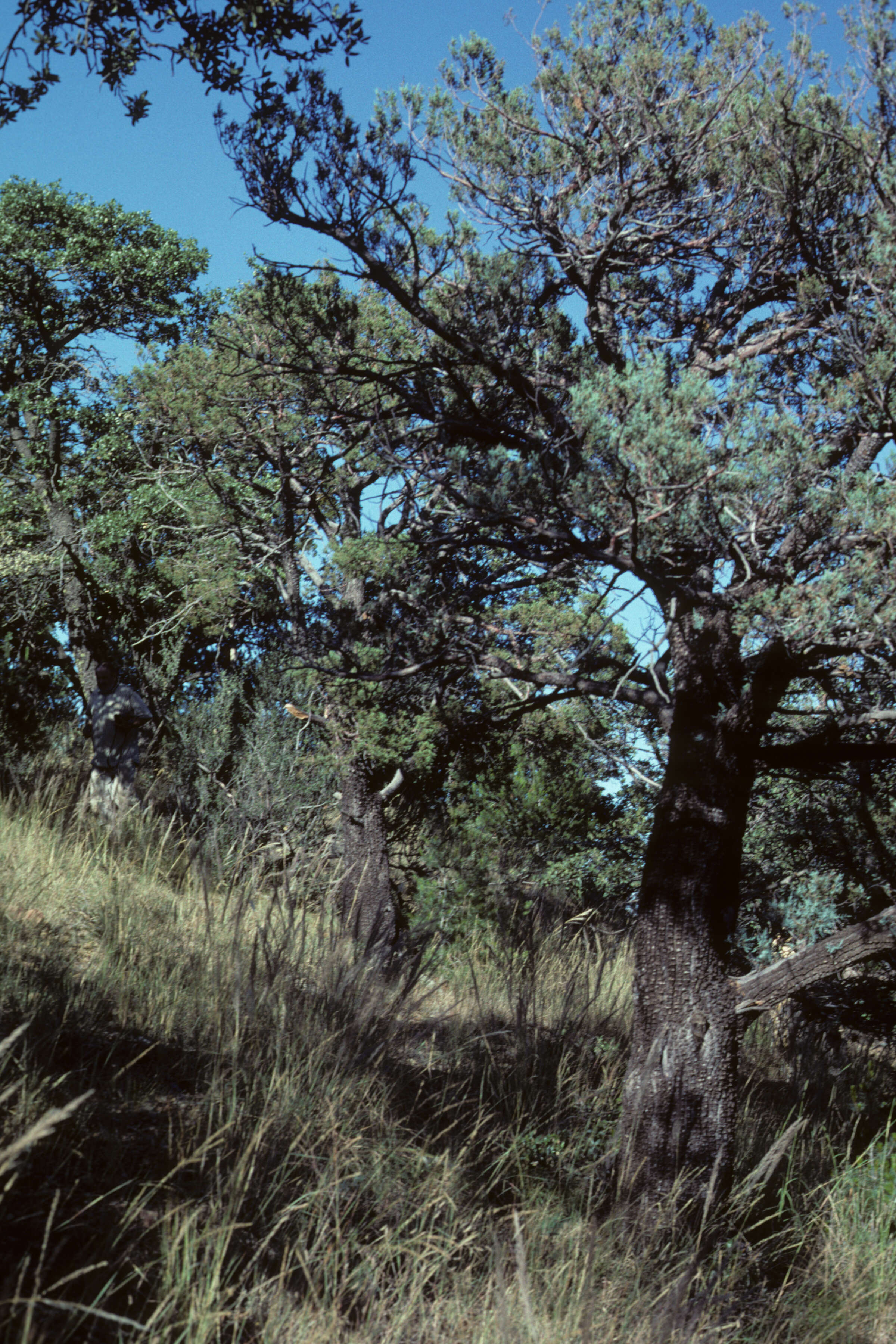 Image of Muhlenbergia Schreb.