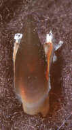 Image de Nematolampas venezuelensis Arocha 2003