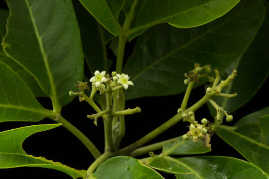 Image of Esenbeckia Kunth