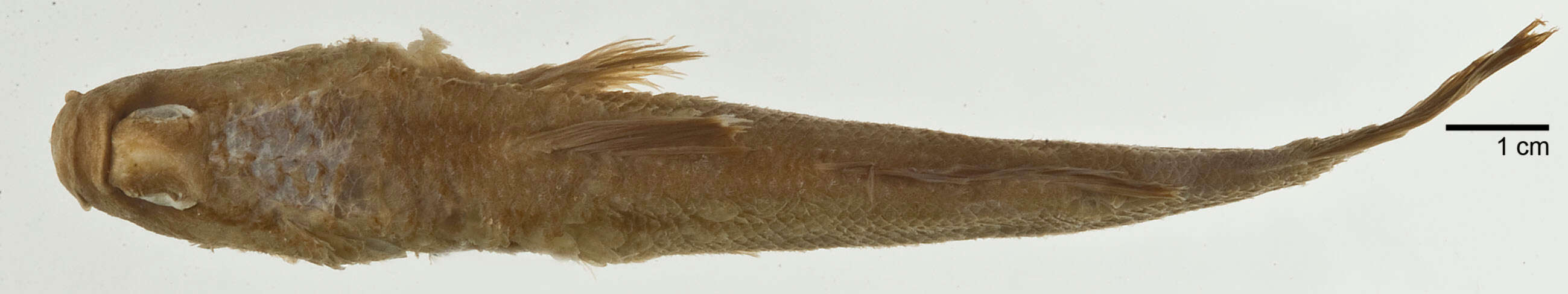 Image of Giant mudskipper