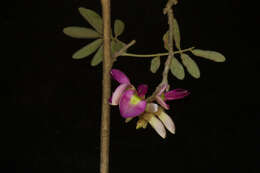 Image of Lonchocarpus Kunth