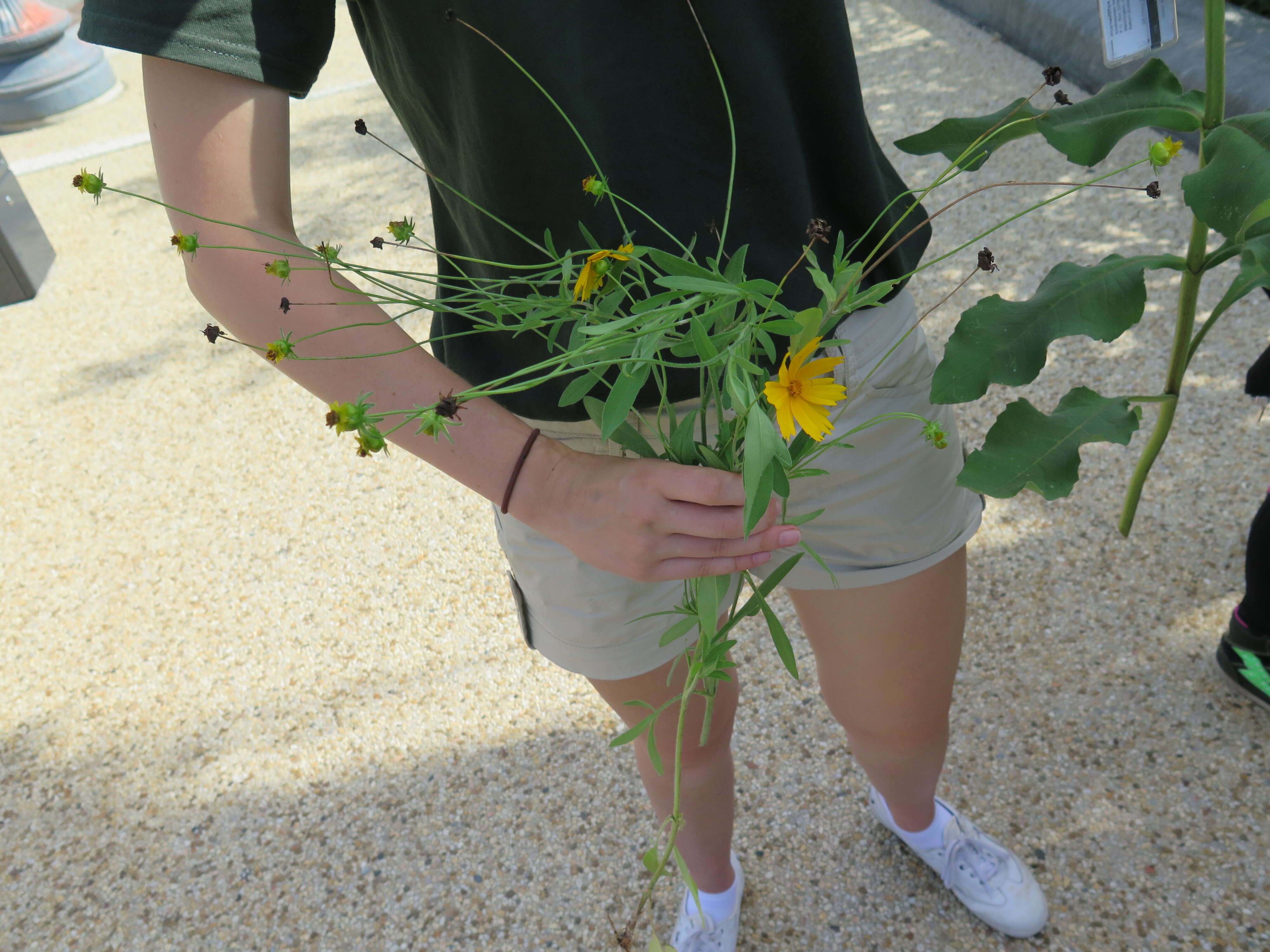 Image de Coreopsis pubescens Ell.