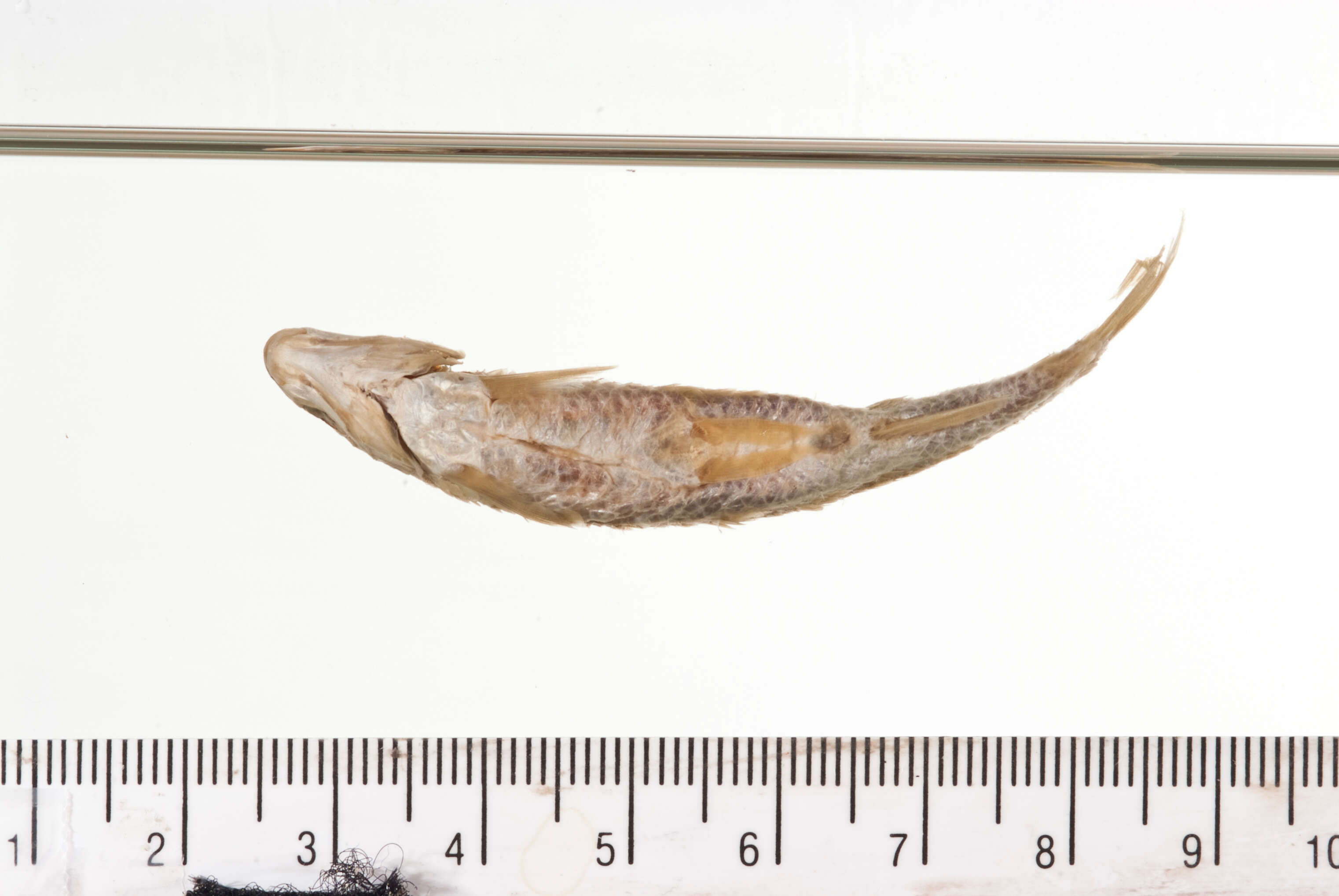 Image of Nueces roundnose minnow