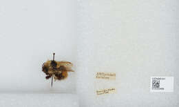 Image de Bombus sylvicola Kirby 1837