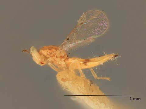 صورة Chrysonotomyia aemilia (Girault 1917)