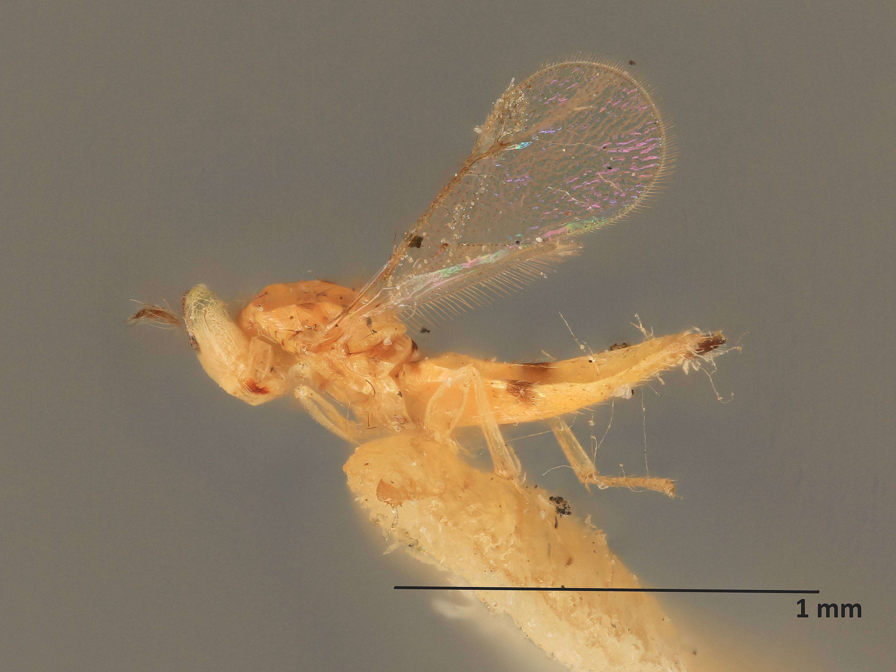 Image of Chrysonotomyia aemilia (Girault 1917)