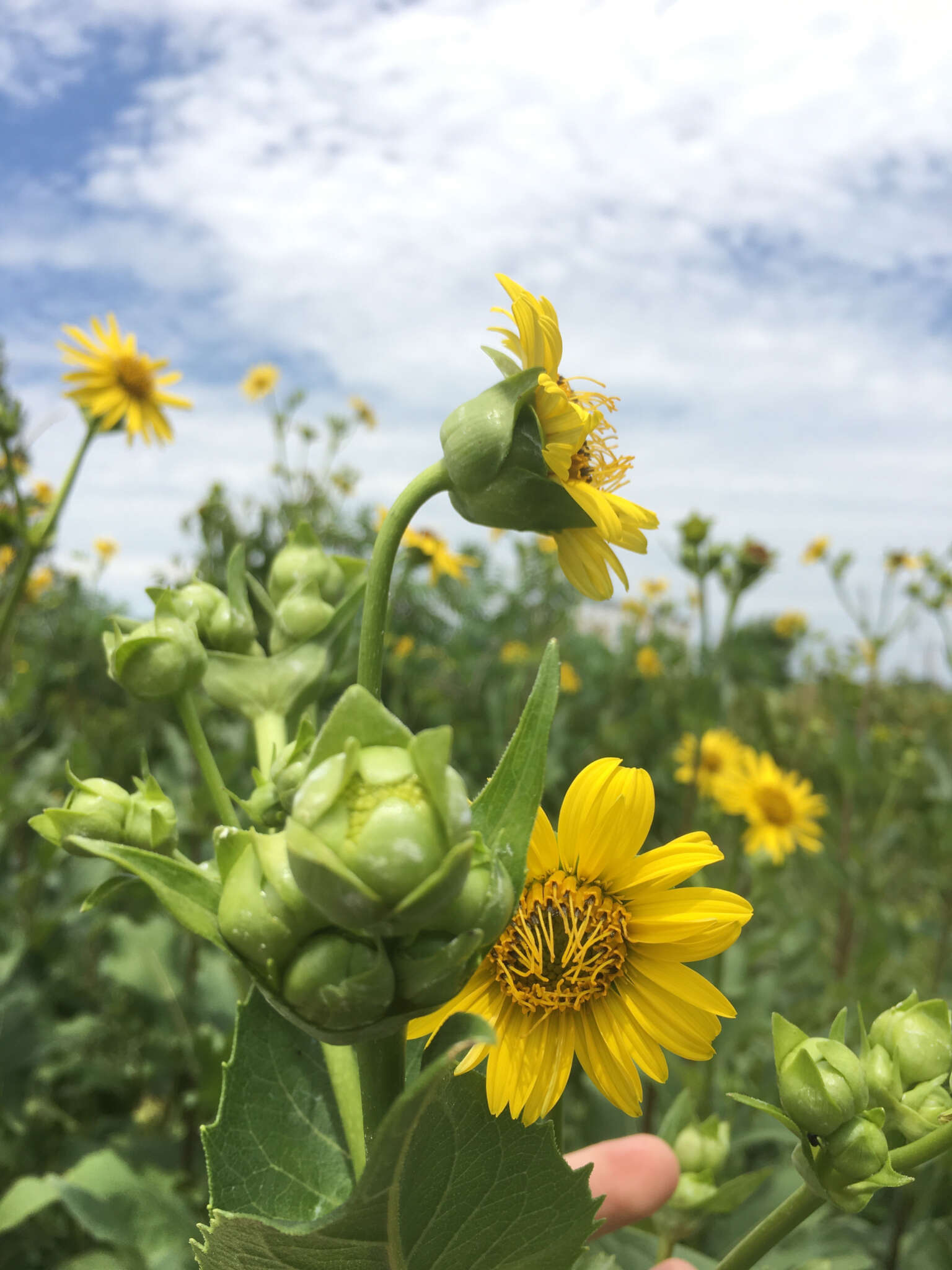 Image of Helianthus L.