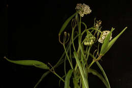 Plancia ëd Asclepias woodsoniana Standl. & Steyerm.